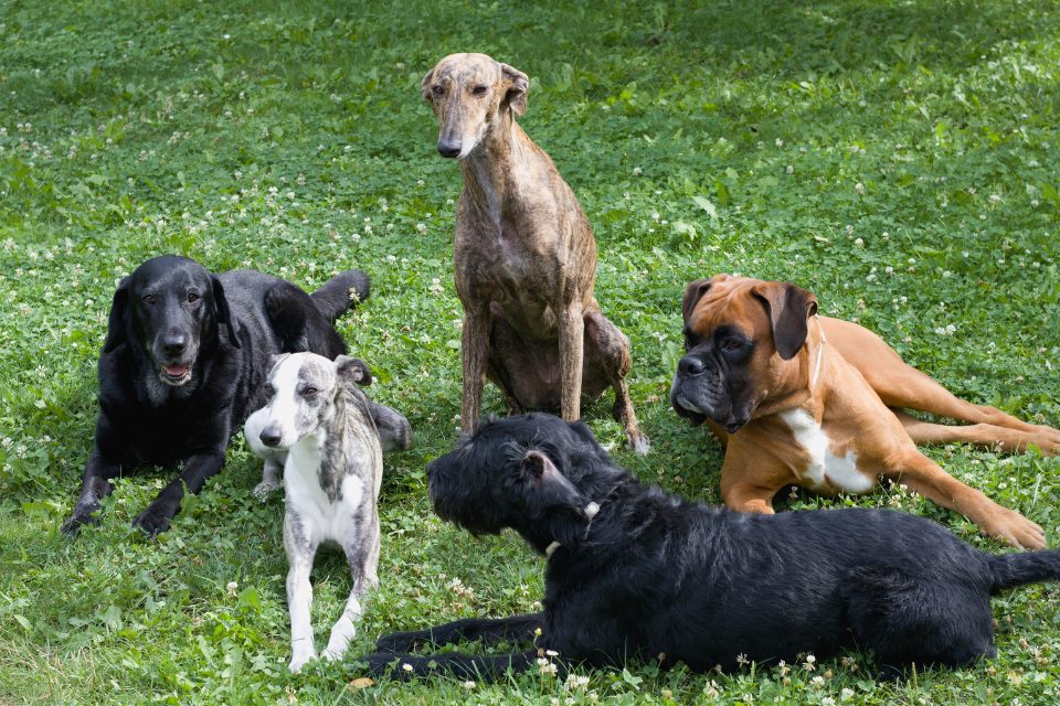 Five large dogs relaxing together in the lush grass.