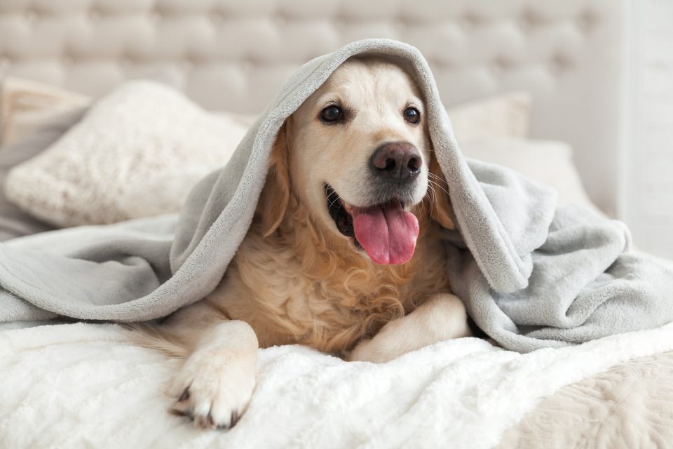 A white lab under a white blanket.