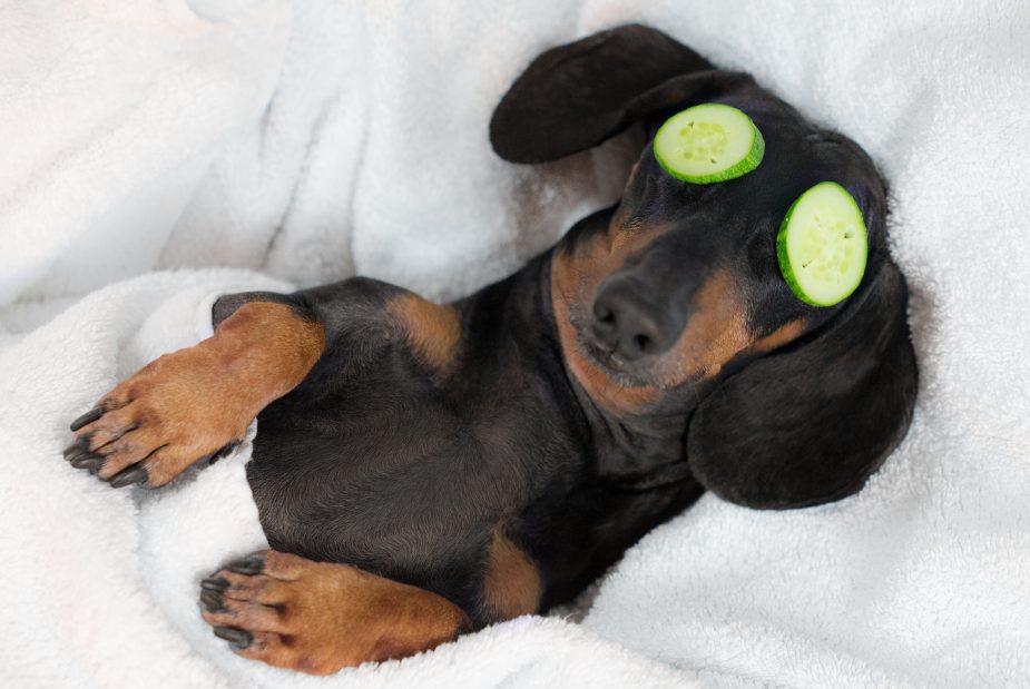 A Dachshund relaxing with cucumbers on his eyes.