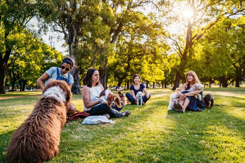 Several dog owners with their pooches at a sunny, grassy dog park.
