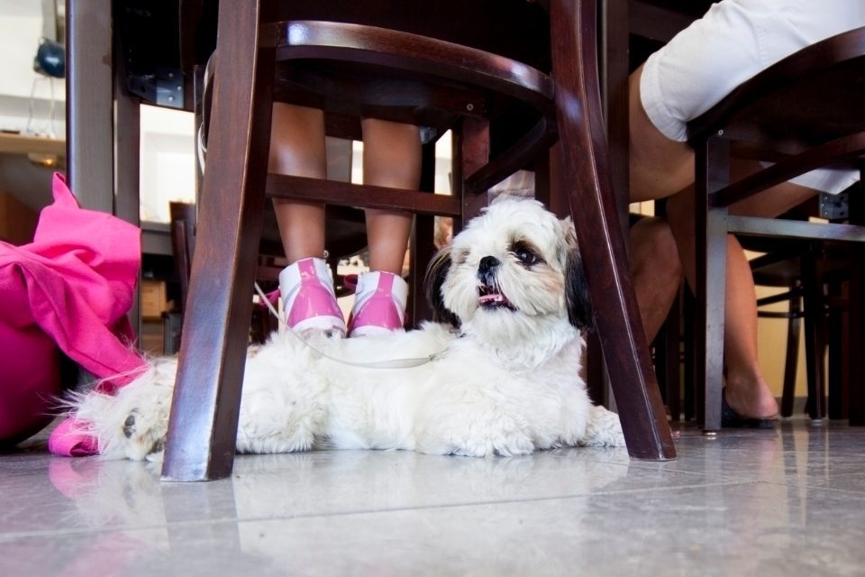 A small white dog sits under a restaurant chair.