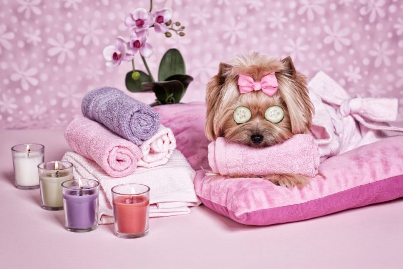 A yorkie in a pet spa with pink towels and blankets.