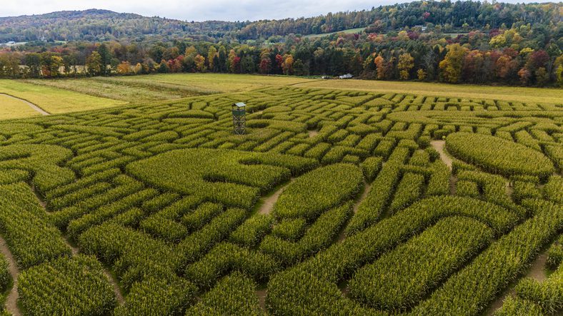 corn maze