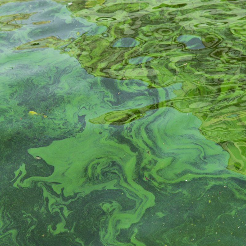 Cyanobacteria (via Getty Images)
