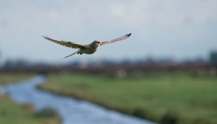 How to track New Hampshire’s fall bird migration