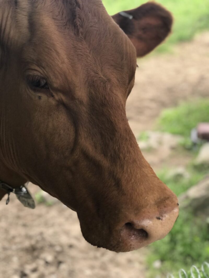 Ayuh! 50 New England sayings & slang, explained