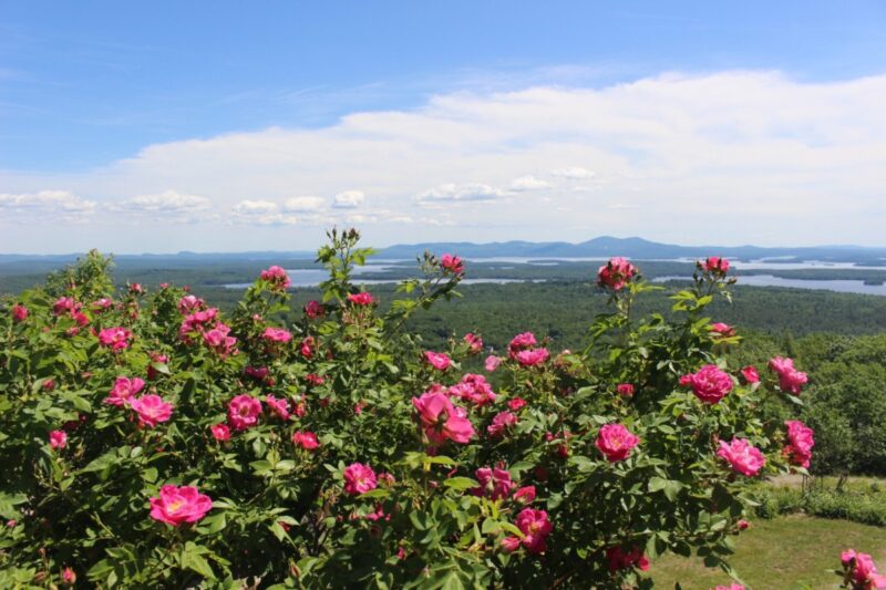 The 10 most gorgeous public gardens in New Hampshire