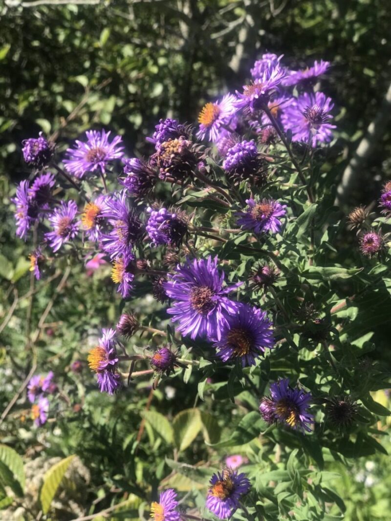 10 places to see & smell wildflowers in New Hampshire