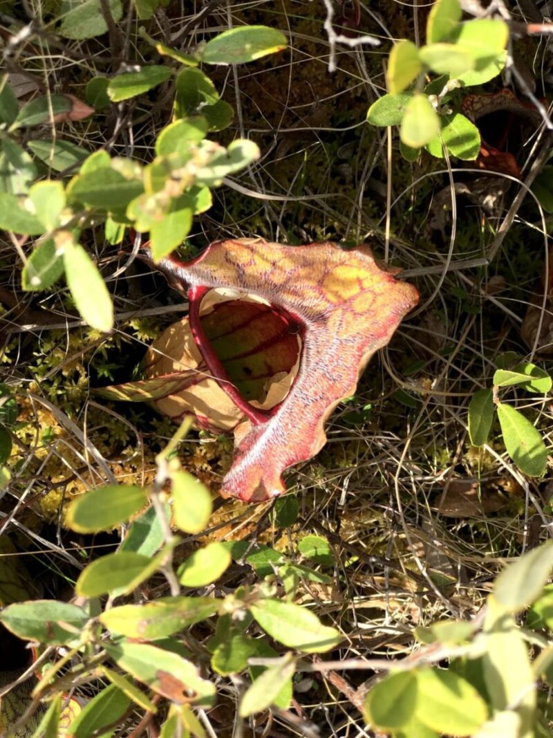 10 places to see & smell wildflowers in New Hampshire