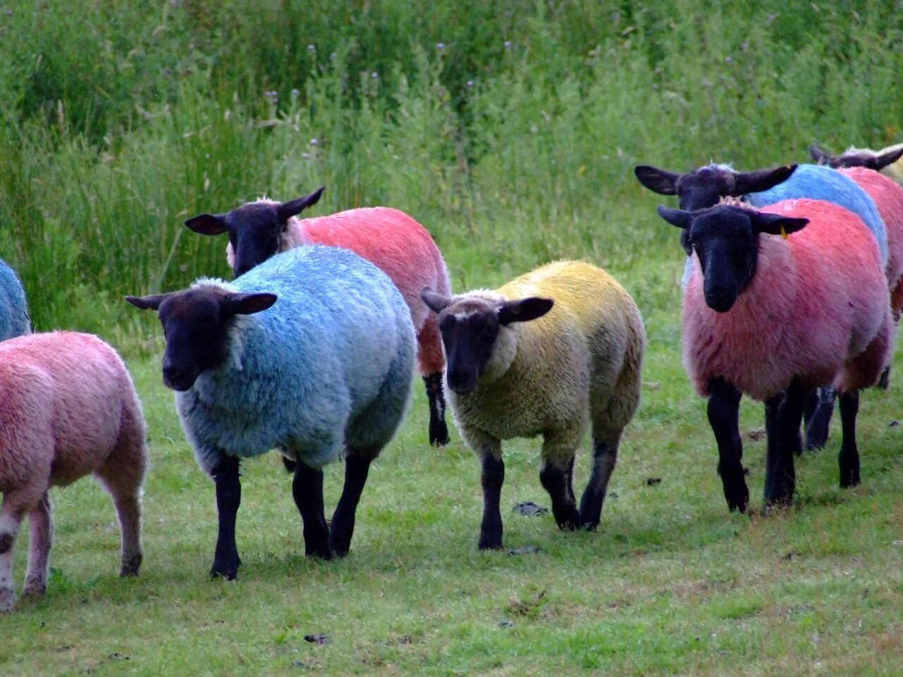 multiple sheep with colorful fur