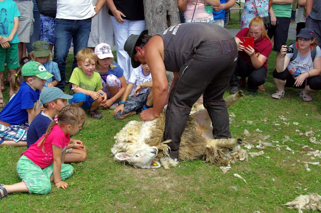 kids watching a sheep get sheared