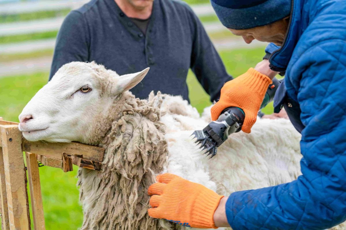 sheep being sheared