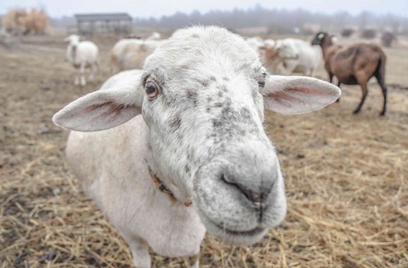 a close up look at a sheep's face
