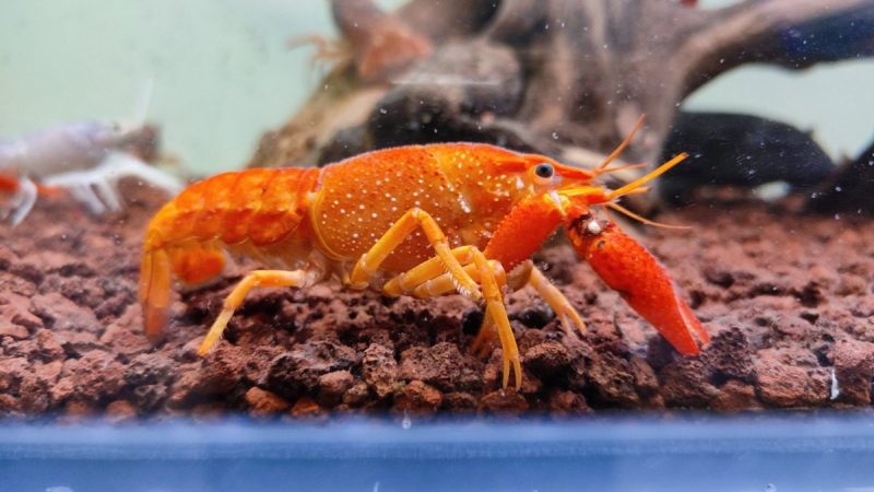 Hampton Beach Oceanarium's rare orange lobster, Lucky, looks a lot like this one.